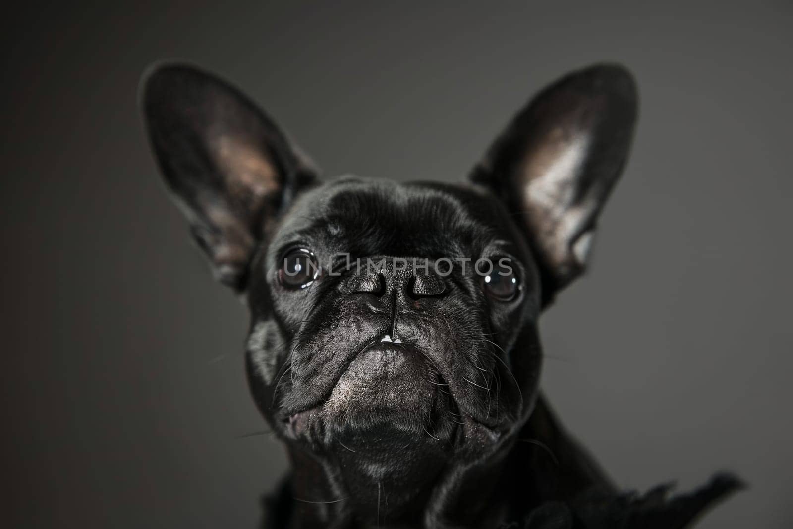 Playful French Bulldog with bat-like ears and expressive face, perfect for urban-themed designs