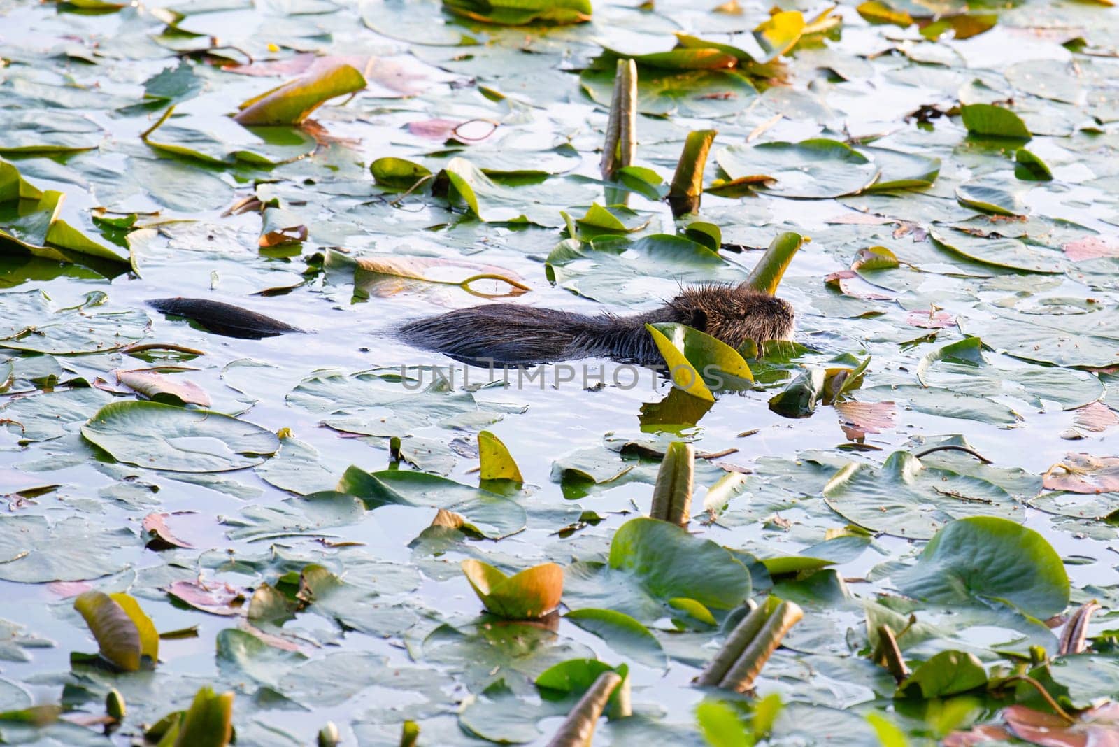 Nutria, coypu herbivorous, semiaquatic rodent family Myocastoridae swimming in the lake, animals, habintant wetlands, river rat