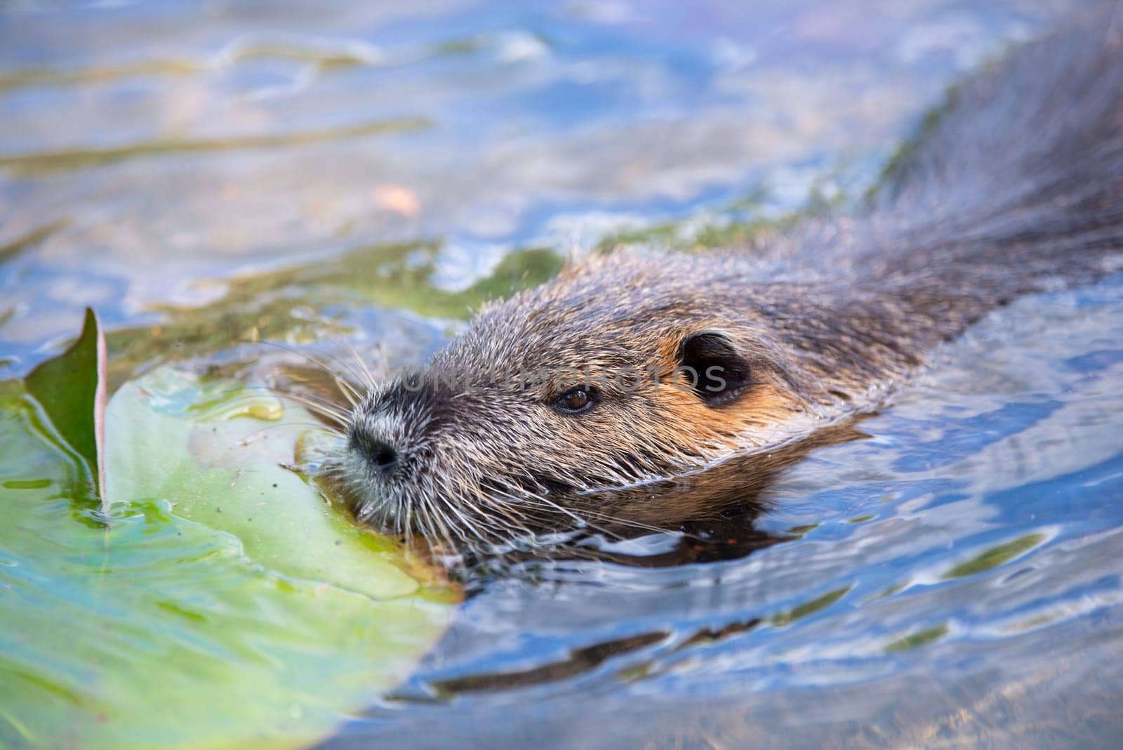 Nutria, coypu herbivorous, semiaquatic rodent family Myocastoridae swimming in the lake, animals, habintant wetlands, river rat