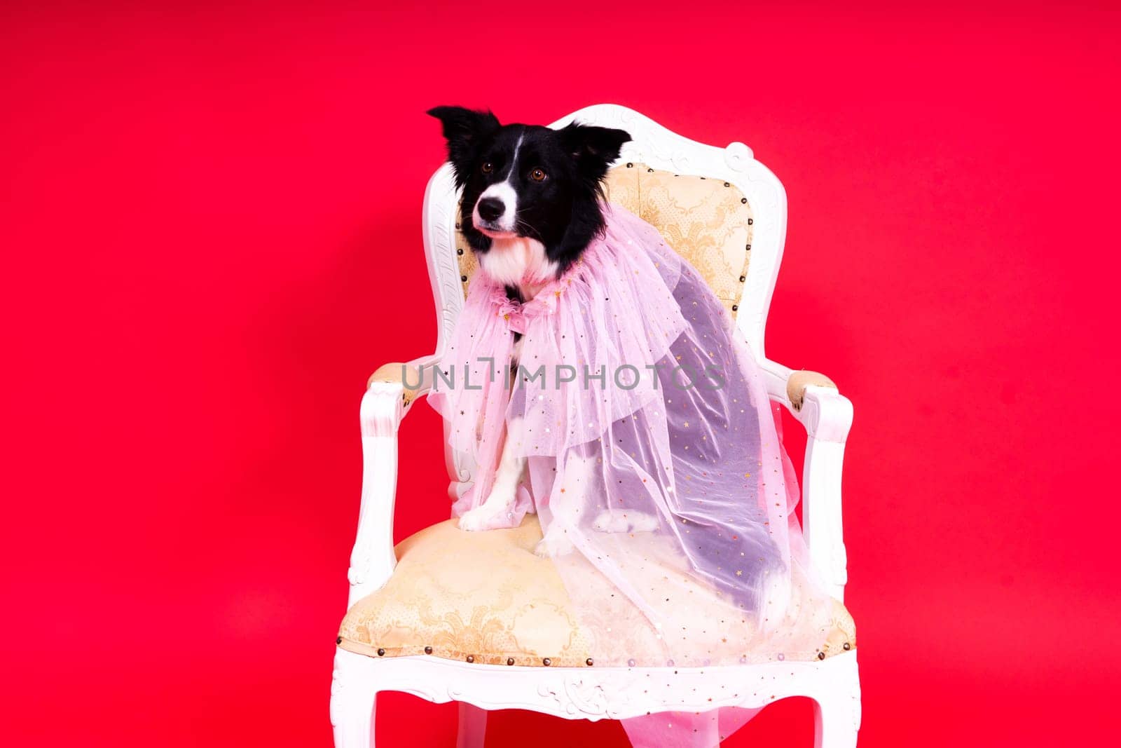 Close-up of Border Collie, 1.5 years old, looking at a camera against red and yellow background