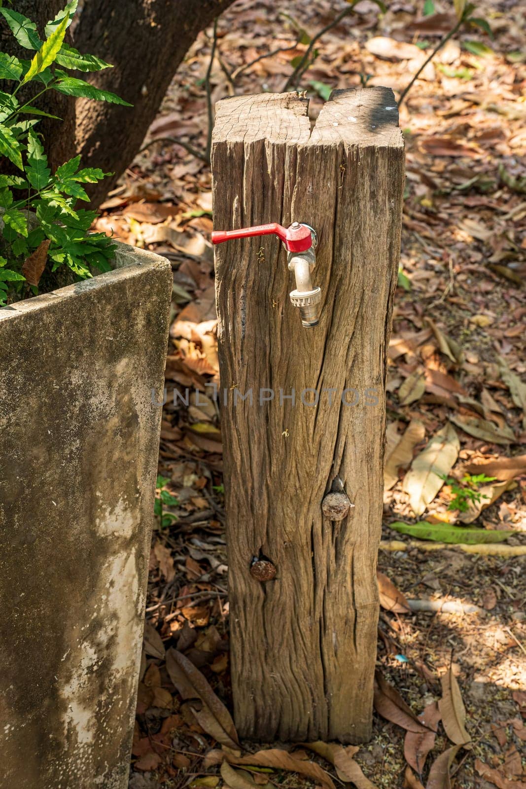 Faucet embedded in a tree stump. Rustic garden decoration.