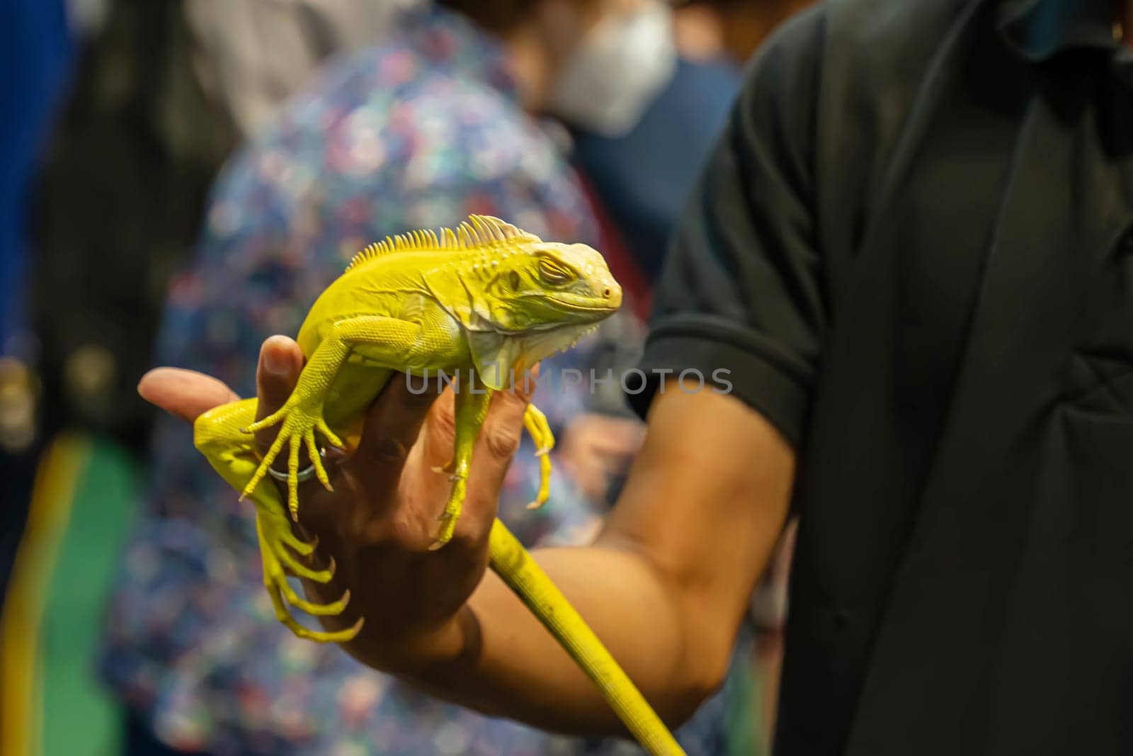 Yellow Albino Iguana on people's hand. It's a popular pet in Thailand.