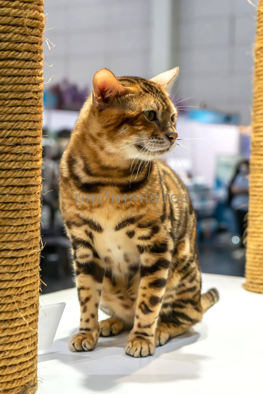 The cats are cute animals and tame. It's very beautiful pattern.