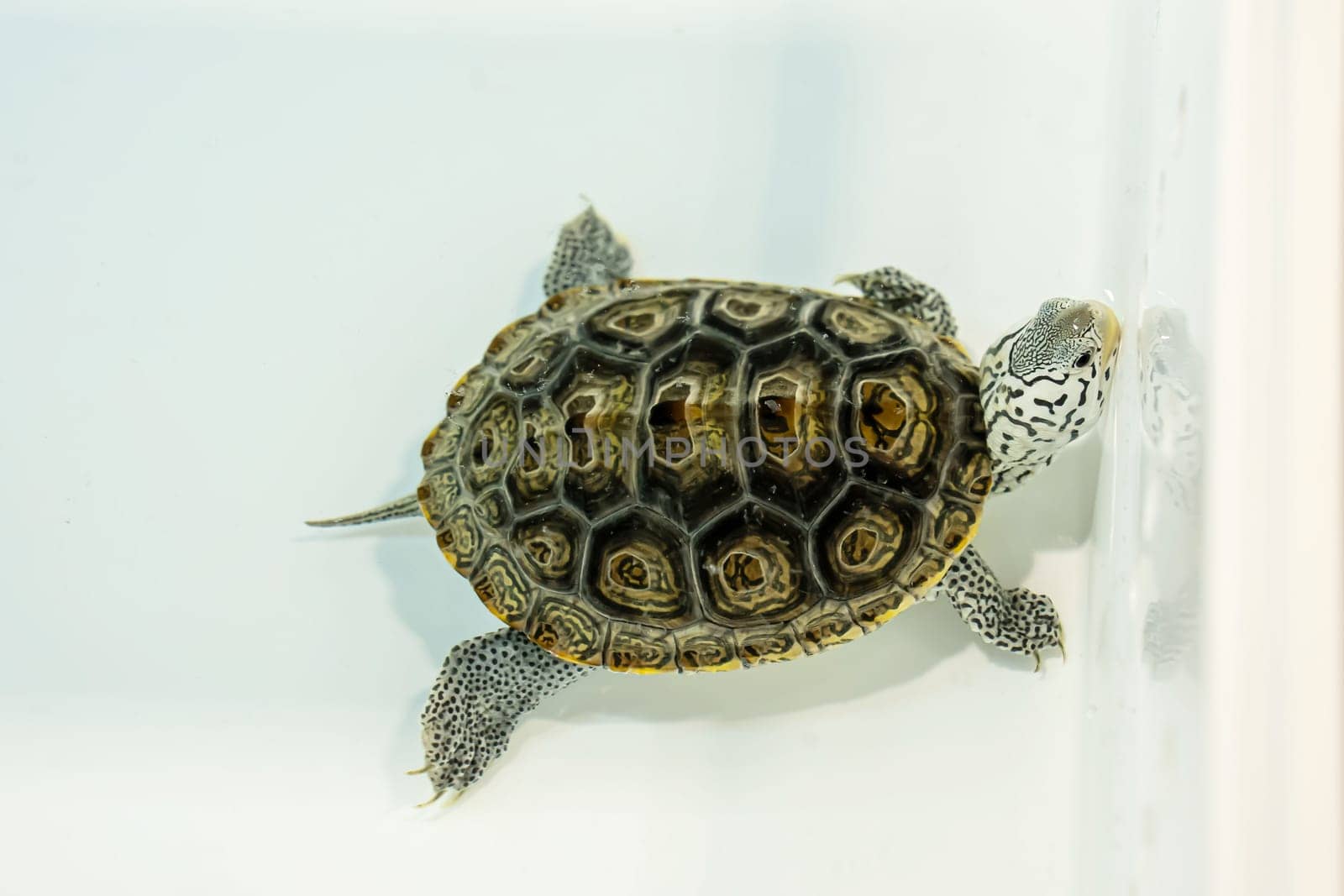 Turtles for raising awaiting sale. It's a popular pet in Thailand.