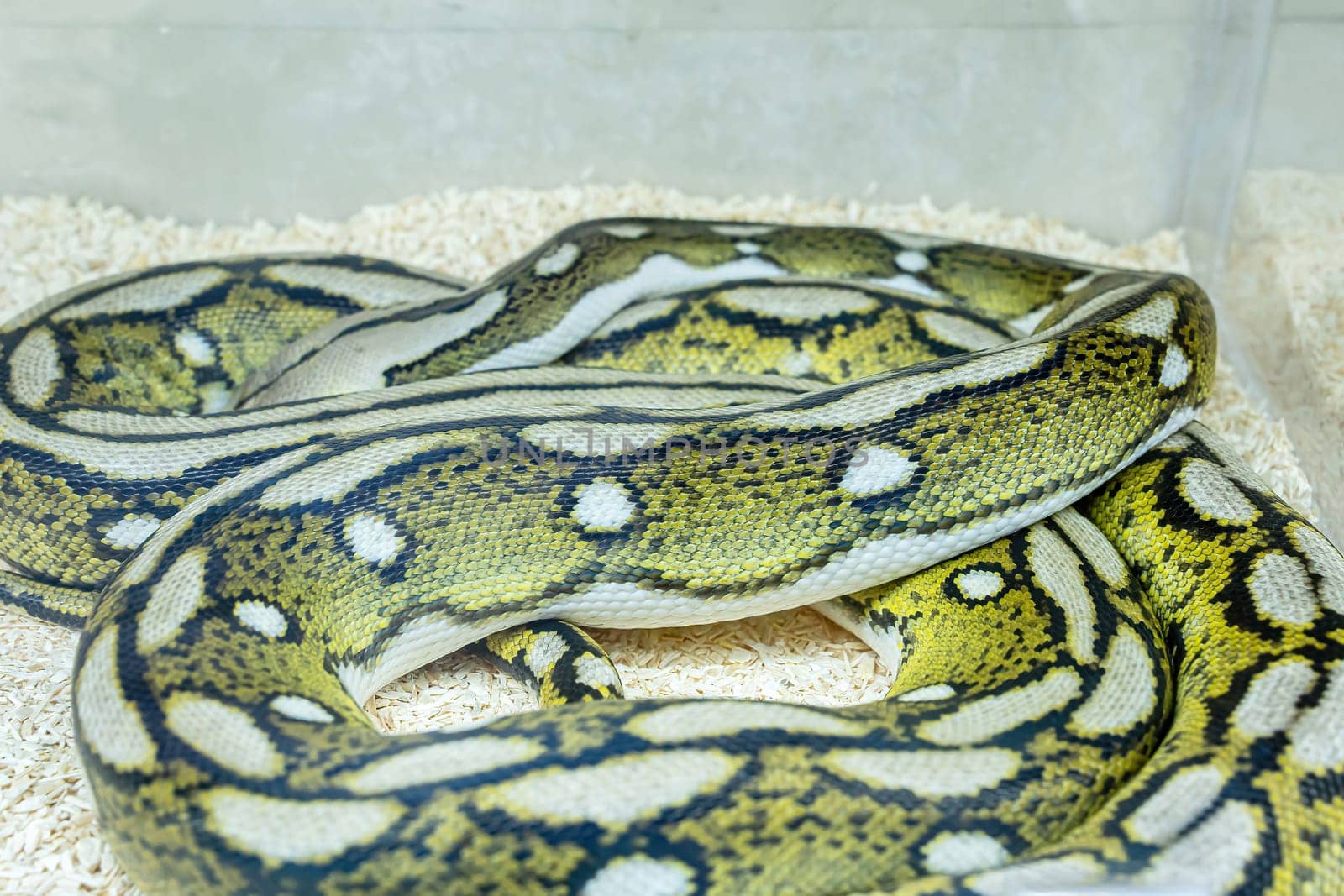 Ball python in the glass cabinet waiting to be sold. It's a popular pet in Thailand.