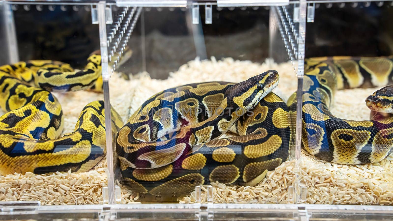 Ball python in the glass cabinet waiting to be sold. It's a popular pet in Thailand.