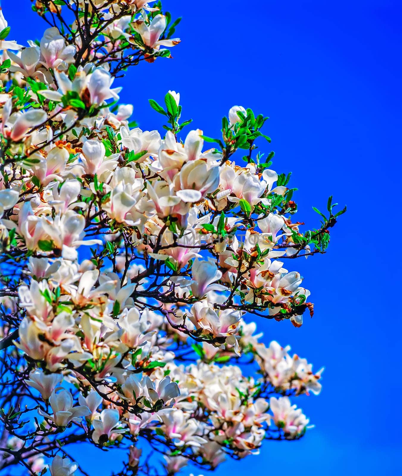 Magnolia tree in Spring