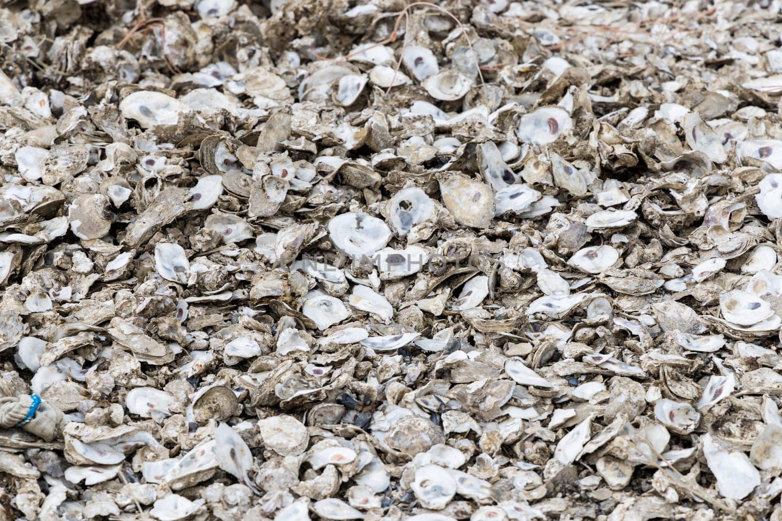 Stack of abandoned oyster shell