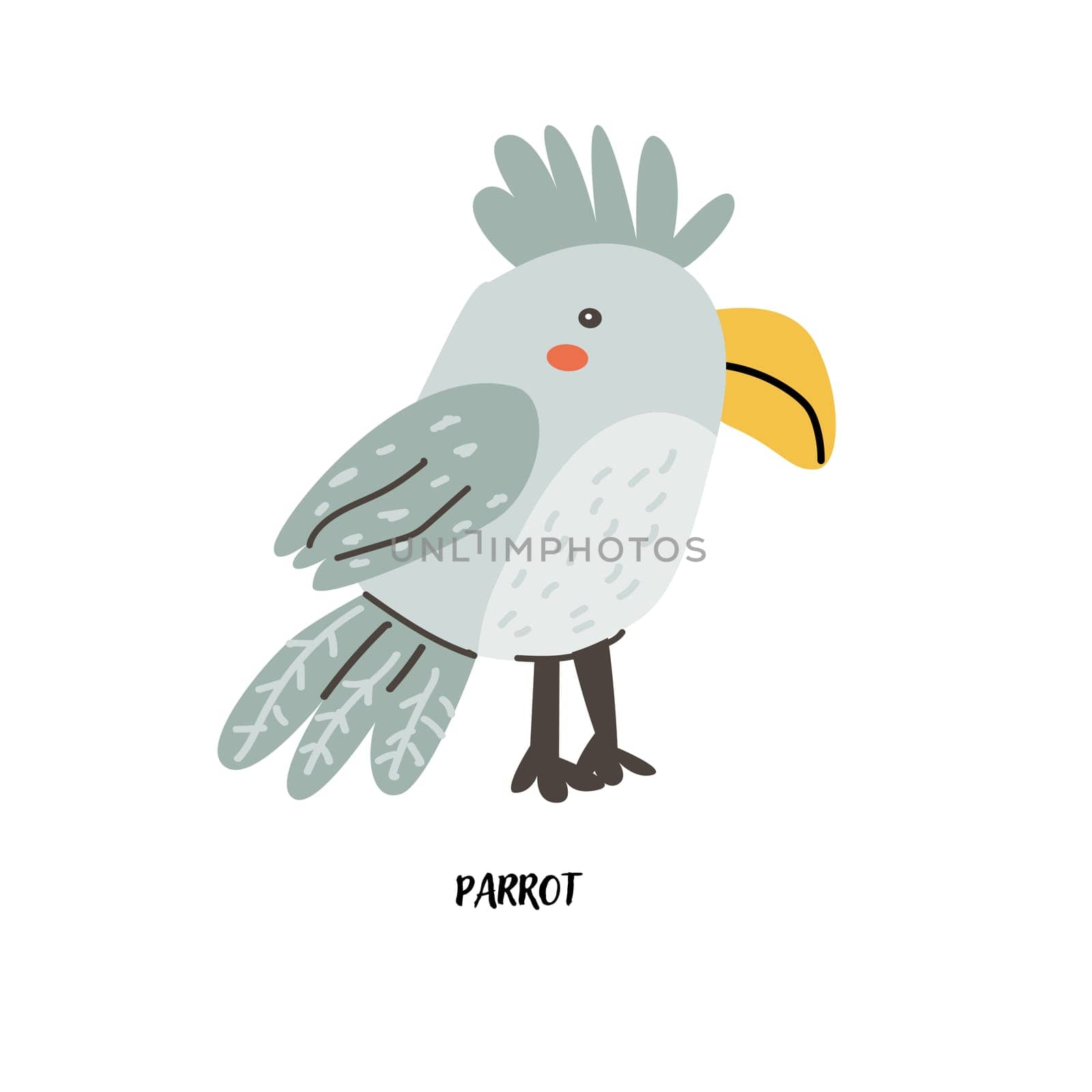 Childrens animal card parrot for education. Kindergarten design. Cute african animal flash card on english language. Funny cartoon character poster for kids room with quotes.