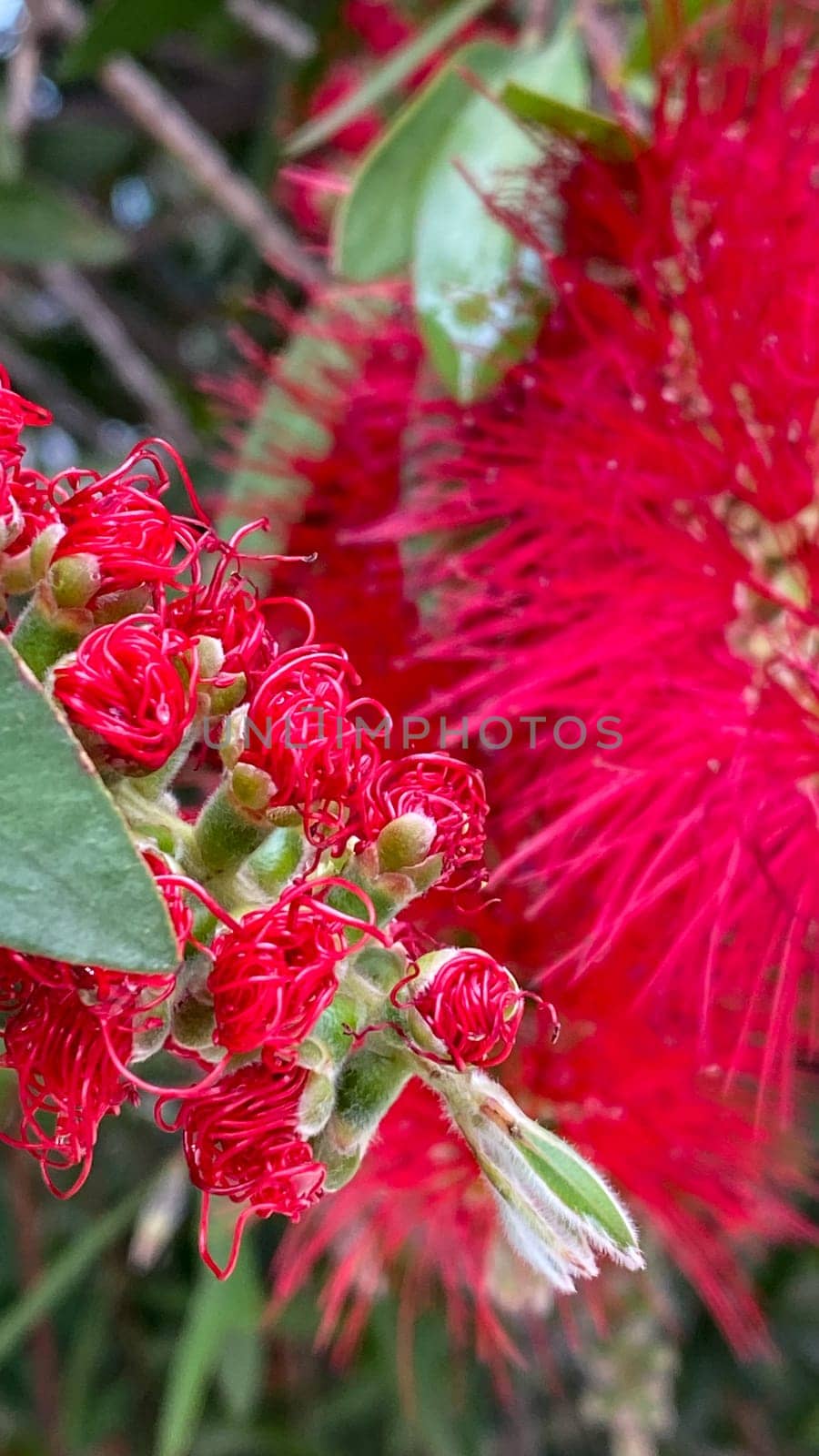 Close-up of bright red Bottlebrush flowers with thin, delicate petals. In the background, you can see other flowers and green leaves in a natural setting. Copying space.