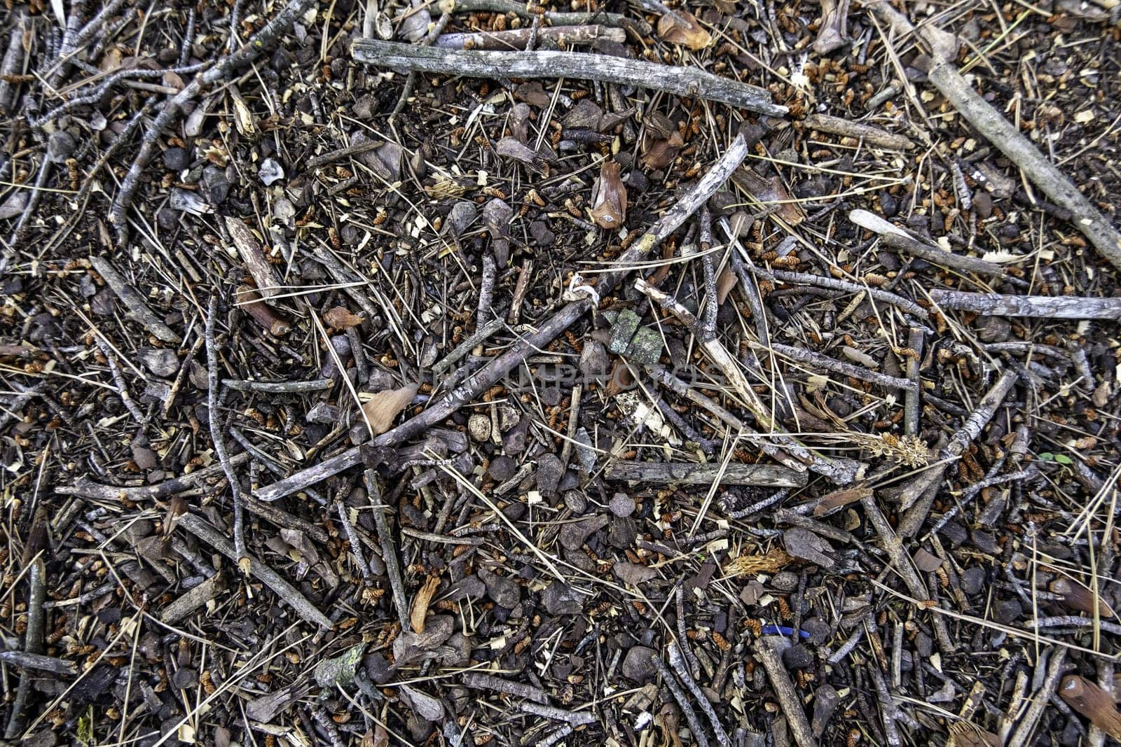Detail of dry wooden branches in a forest in nature