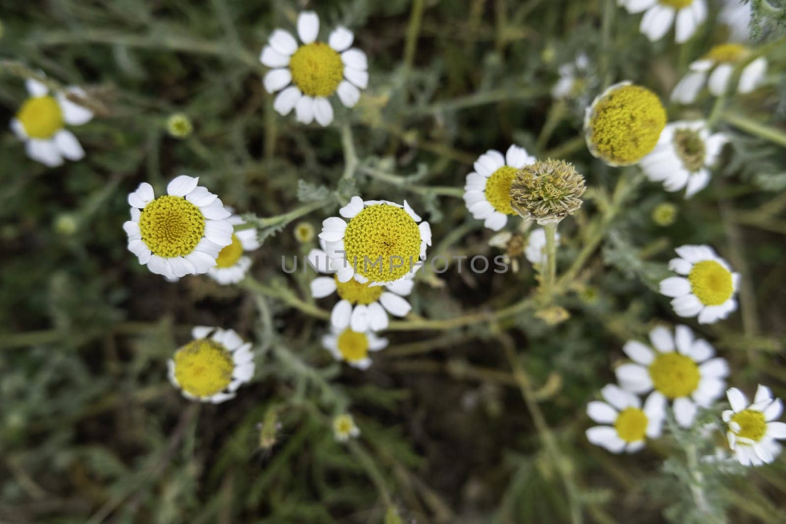 Detail of wild flowers in the field, nature