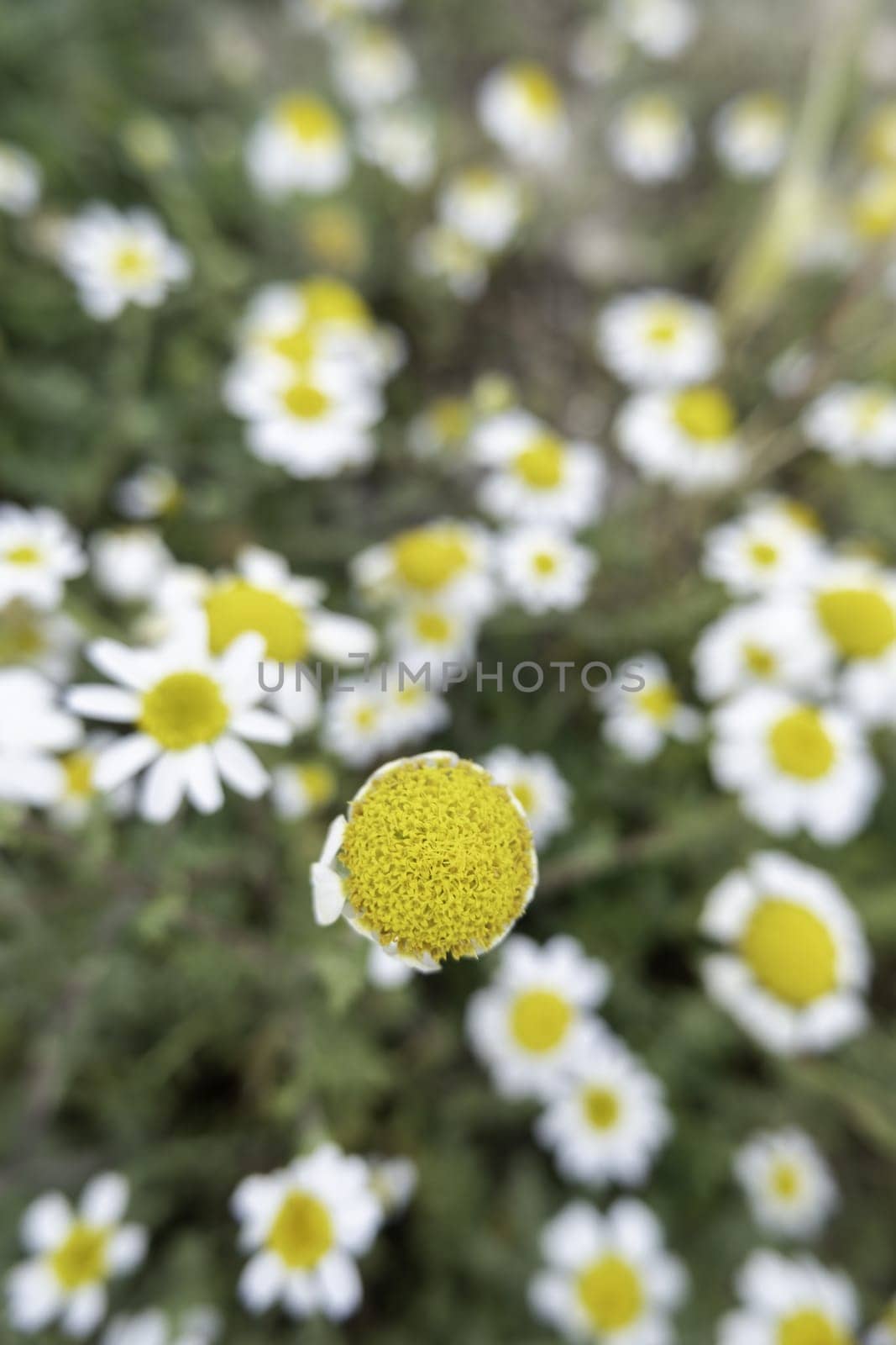 Detail of wild flowers in the field, nature