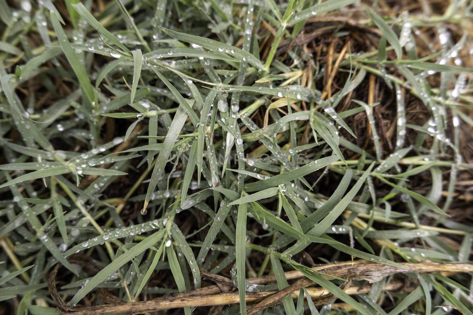 Detail of fresh grass wet by rain in nature