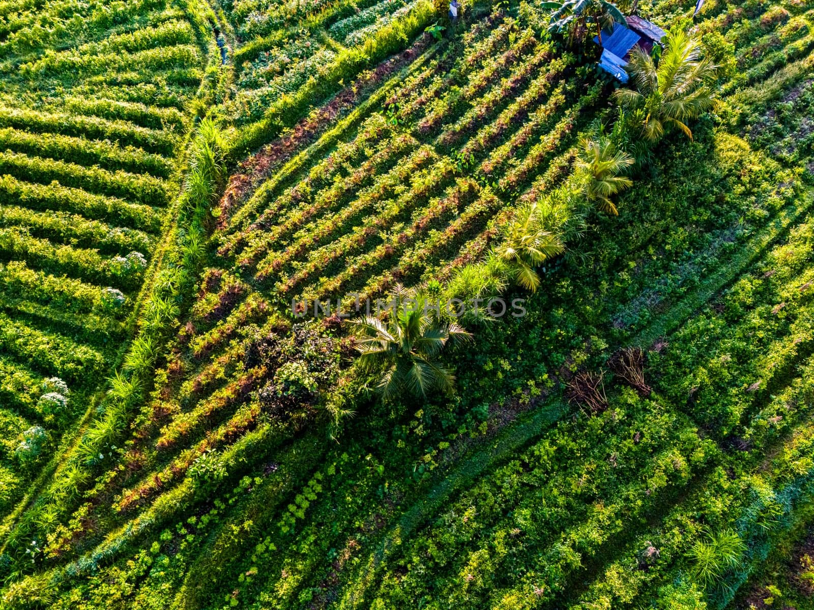 Agricultural landscape of Sidemen, in Karangasem Regency, Bali, Indonesia