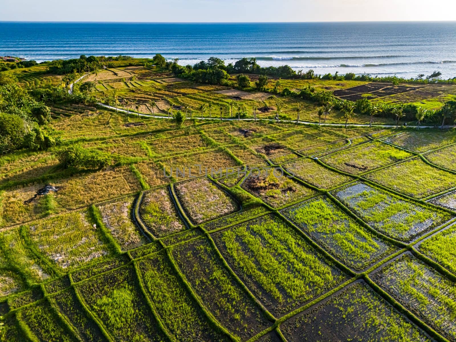 Rice paddies near Tanah Lot, Bali, Indonesia
