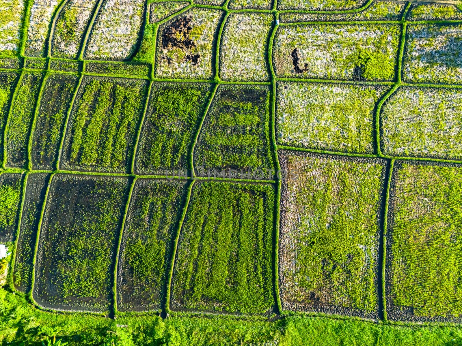 Rice paddies near Tanah Lot, Bali, Indonesia