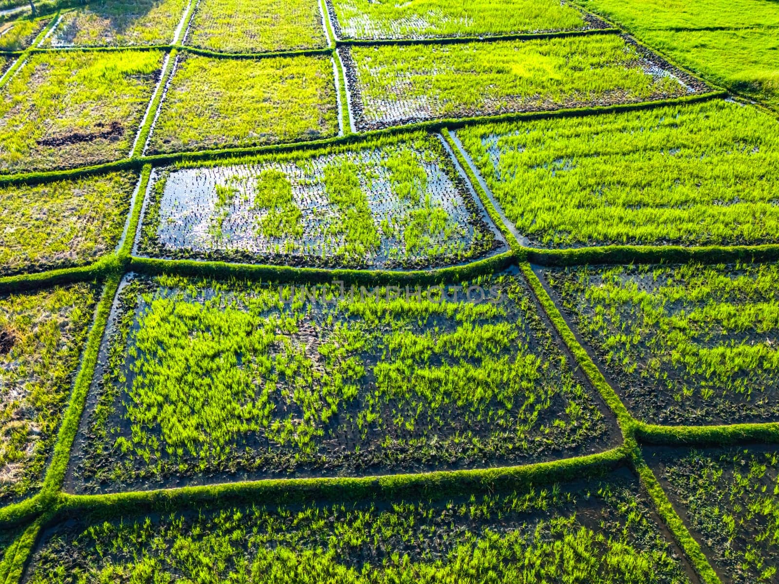 Rice paddies near Tanah Lot, Bali, Indonesia