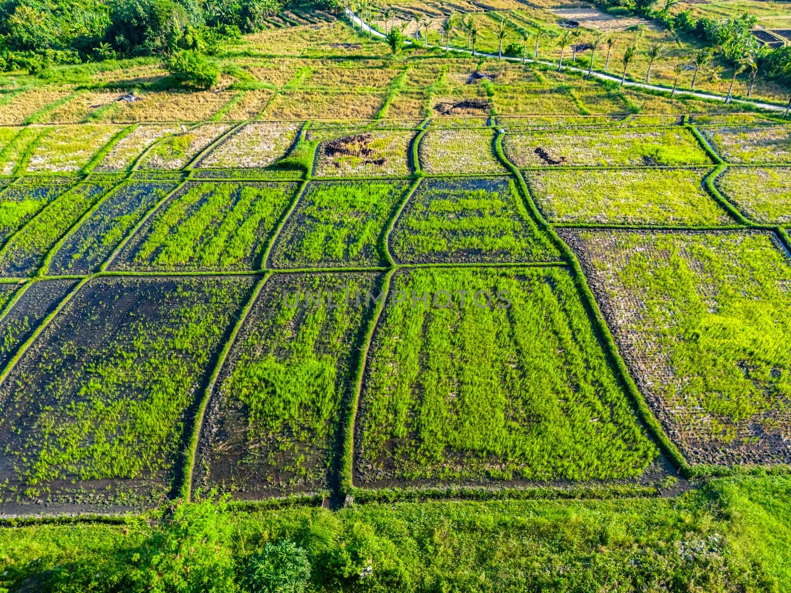 Rice paddies near Tanah Lot, Bali, Indonesia