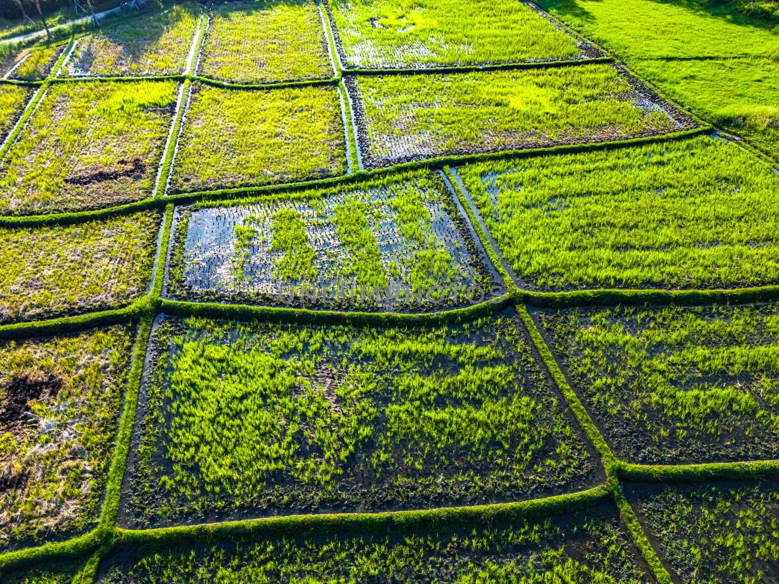 Rice paddies near Tanah Lot, Bali, Indonesia
