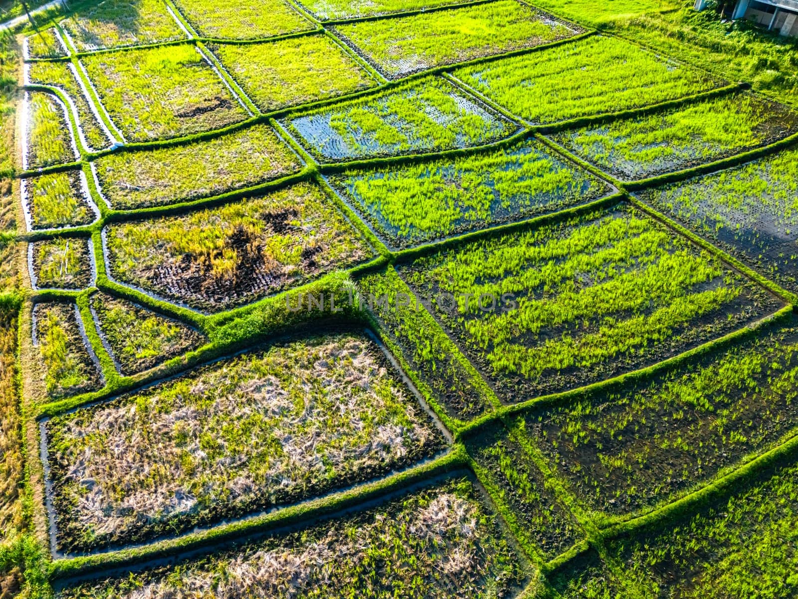 Rice paddies near Tanah Lot, Bali, Indonesia