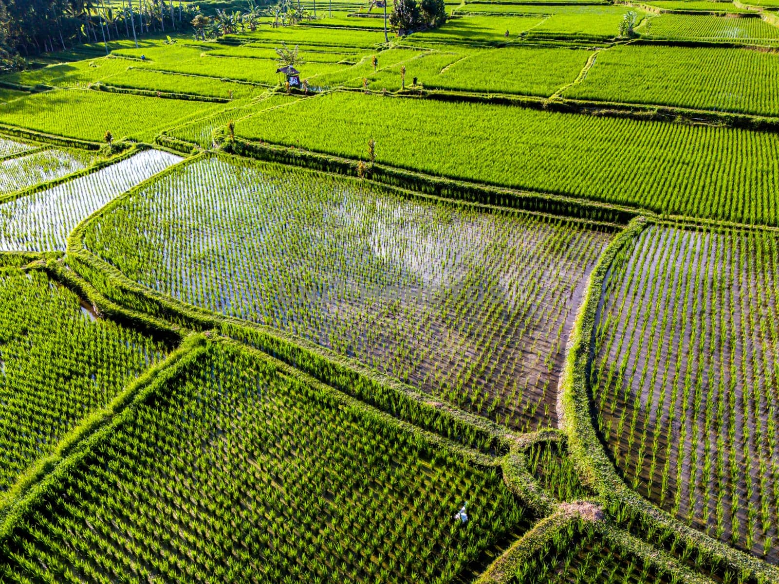 Landscape view of rice fields in Payangan district, Gianyar Regency, Bali, Indonesia