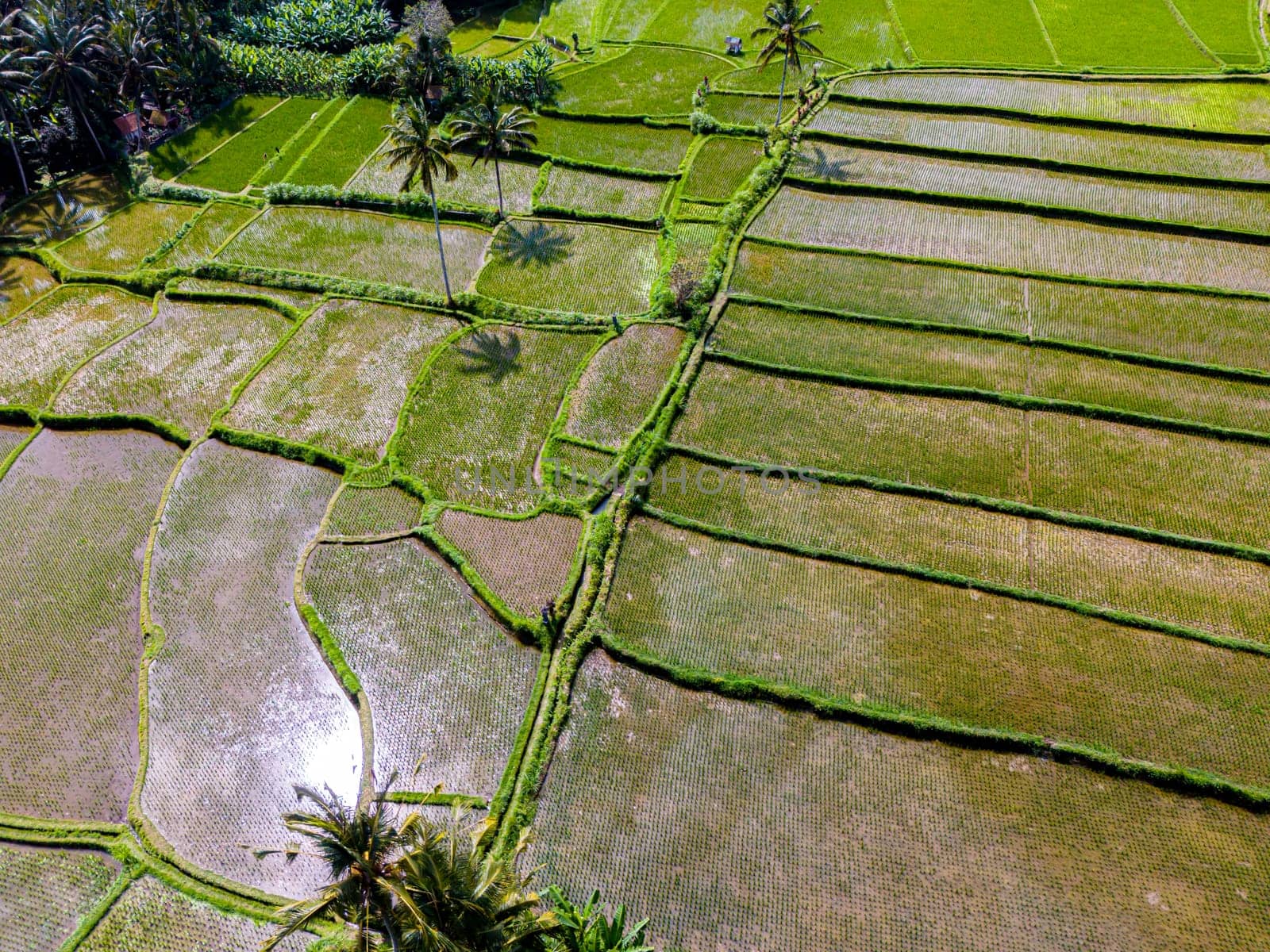 Landscape view of rice fields in Payangan district, Gianyar Regency, Bali, Indonesia