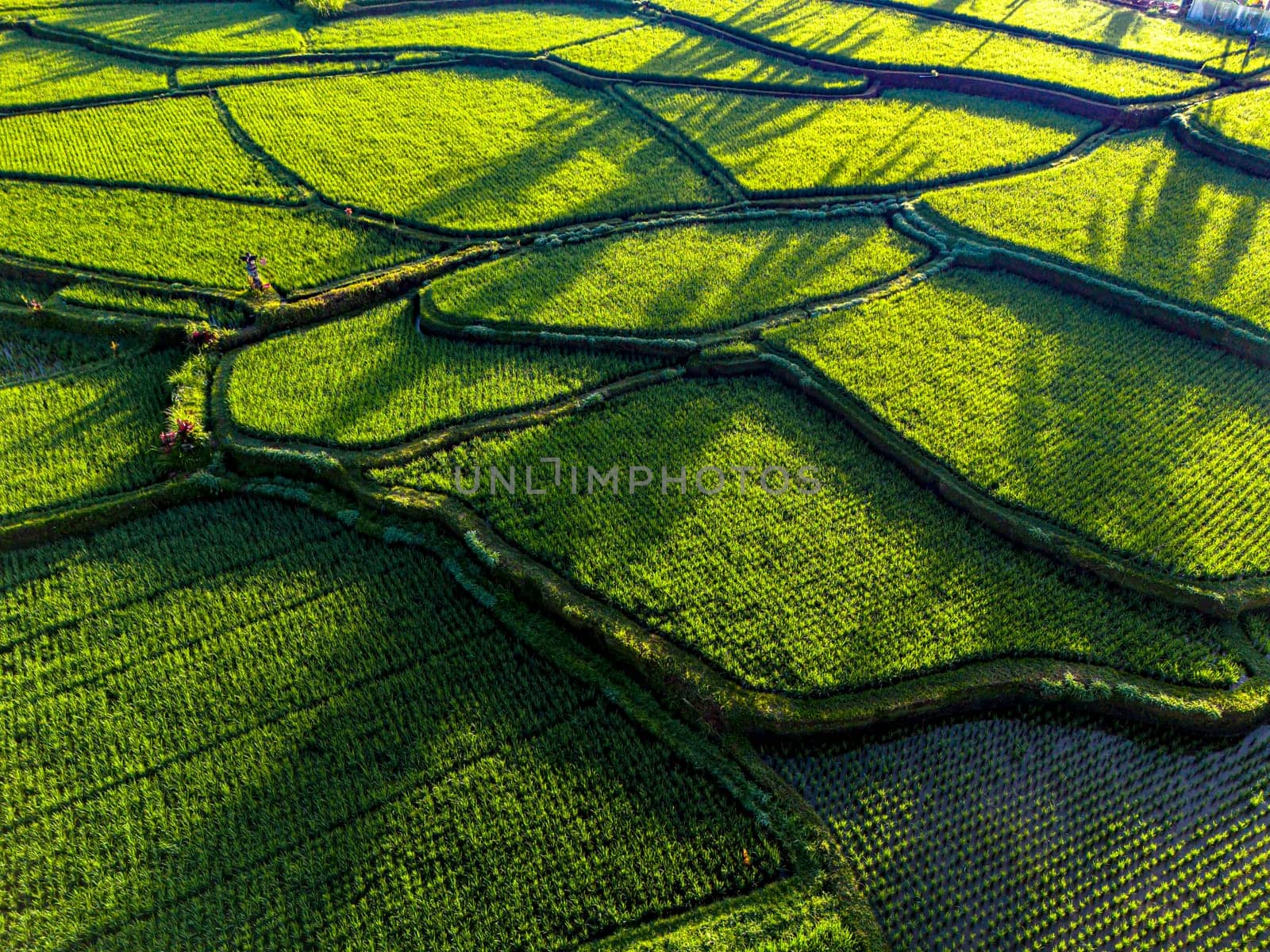 Landscape view of rice fields in Payangan district, Gianyar Regency, Bali, Indonesia