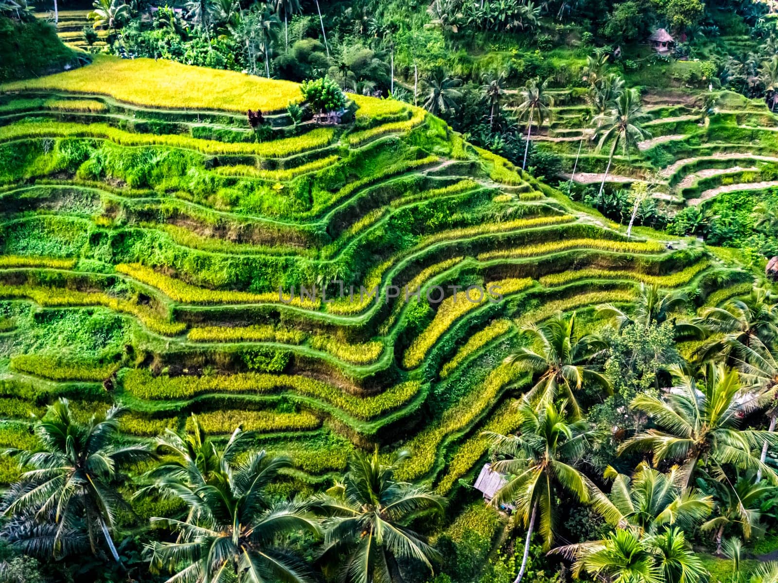 Tegallalang rice terrace in the Gianyar Regency, Bali, Indonesia