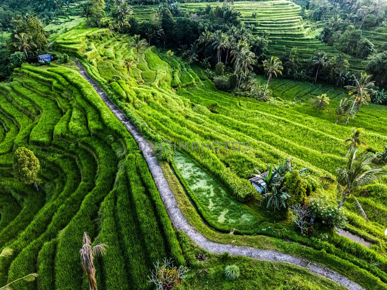Landscape view of Jatiluwih Rice Terraces in Penebel District, Tabanan Regency, Bali, Indonesia. UNESCO's world's cultural heritage site