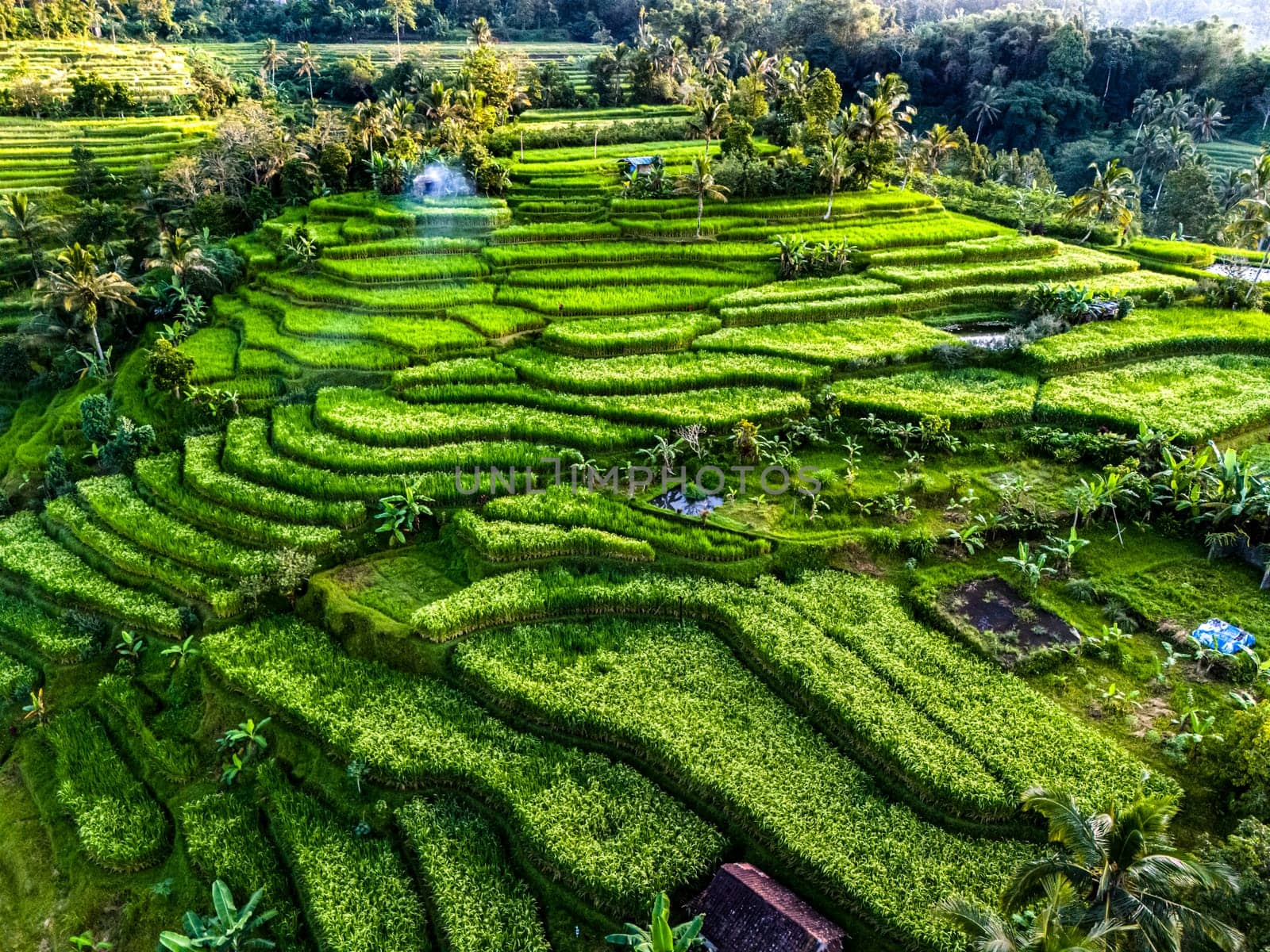 Landscape view of Jatiluwih Rice Terraces in Penebel District, Tabanan Regency, Bali, Indonesia. UNESCO's world's cultural heritage site