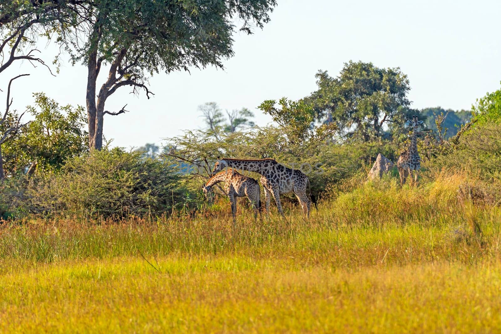 Giraffe Family Feeding in the Savanna in the Okavango Delta in Botswana