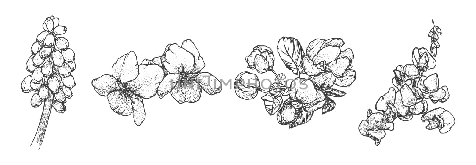 Spring flowers drawing with line art on white