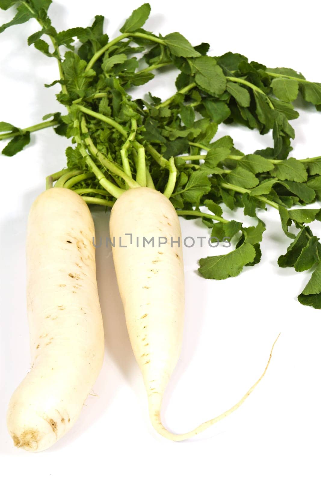 Oblong white radish with green leaves on a white background