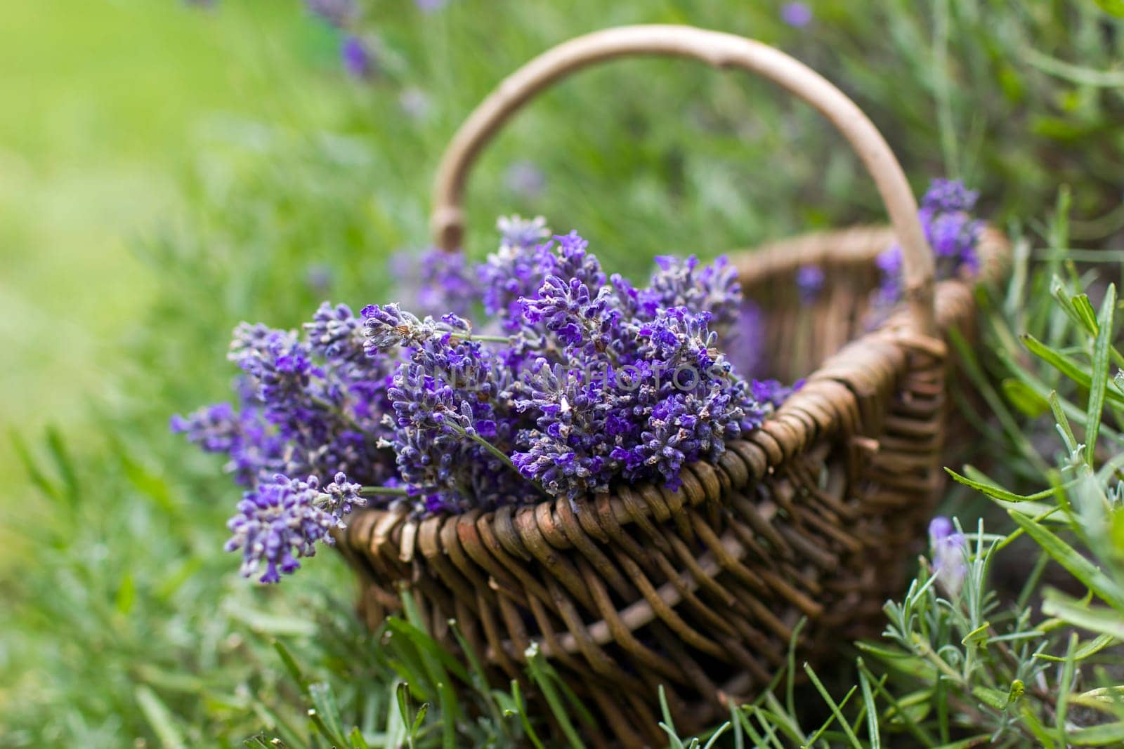 basket with lavender flowers - soft focus