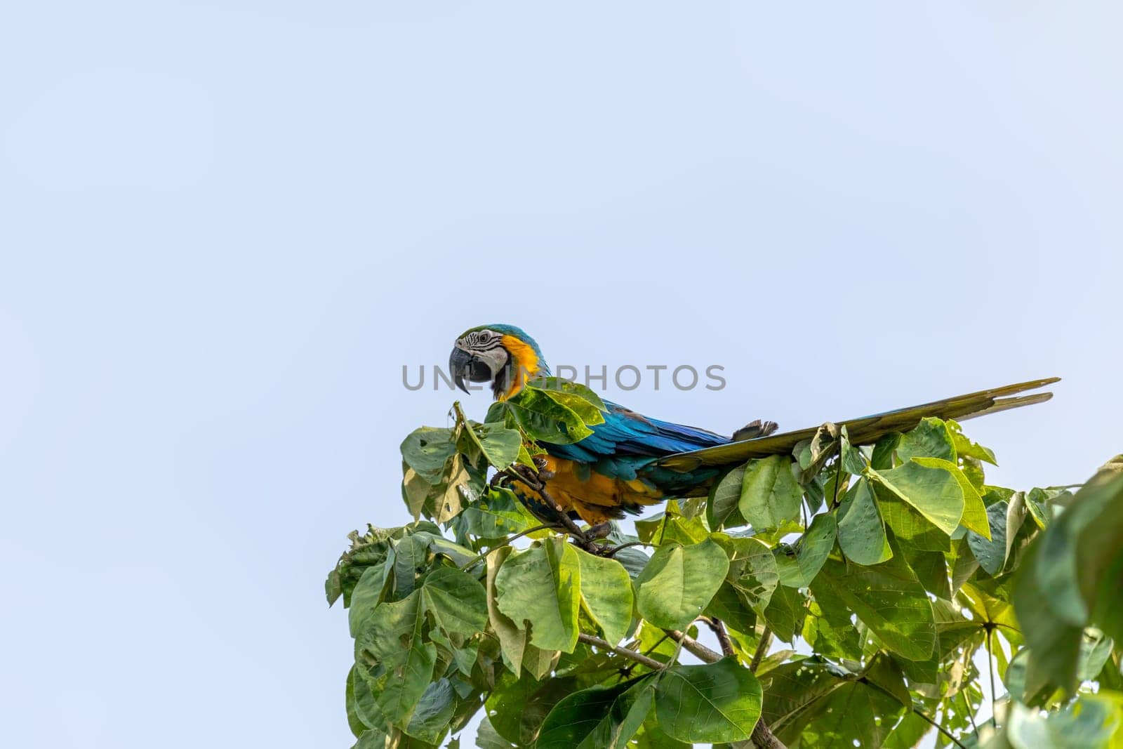 Blue-and-yellow macaw (Ara ararauna), also known as the blue-and-gold macaw, is a large Neotropical parrot. Chimichagua, Cesar department. Wildlife and birdwatching in Colombia