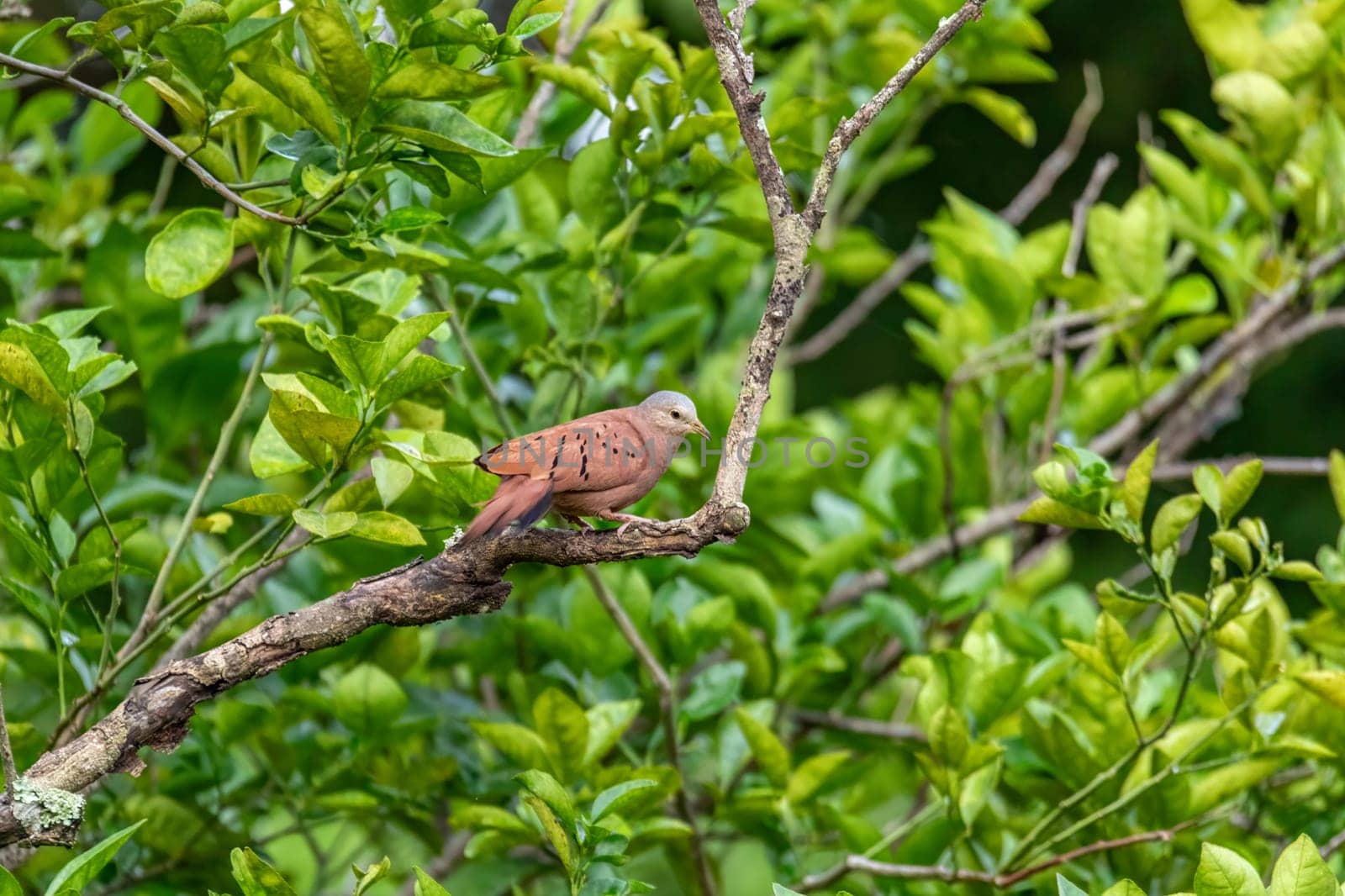 Ruddy ground dove (Columbina talpacoti), small bird New World tropical dove. Magdalena department. Wildlife and birdwatching in Colombia.