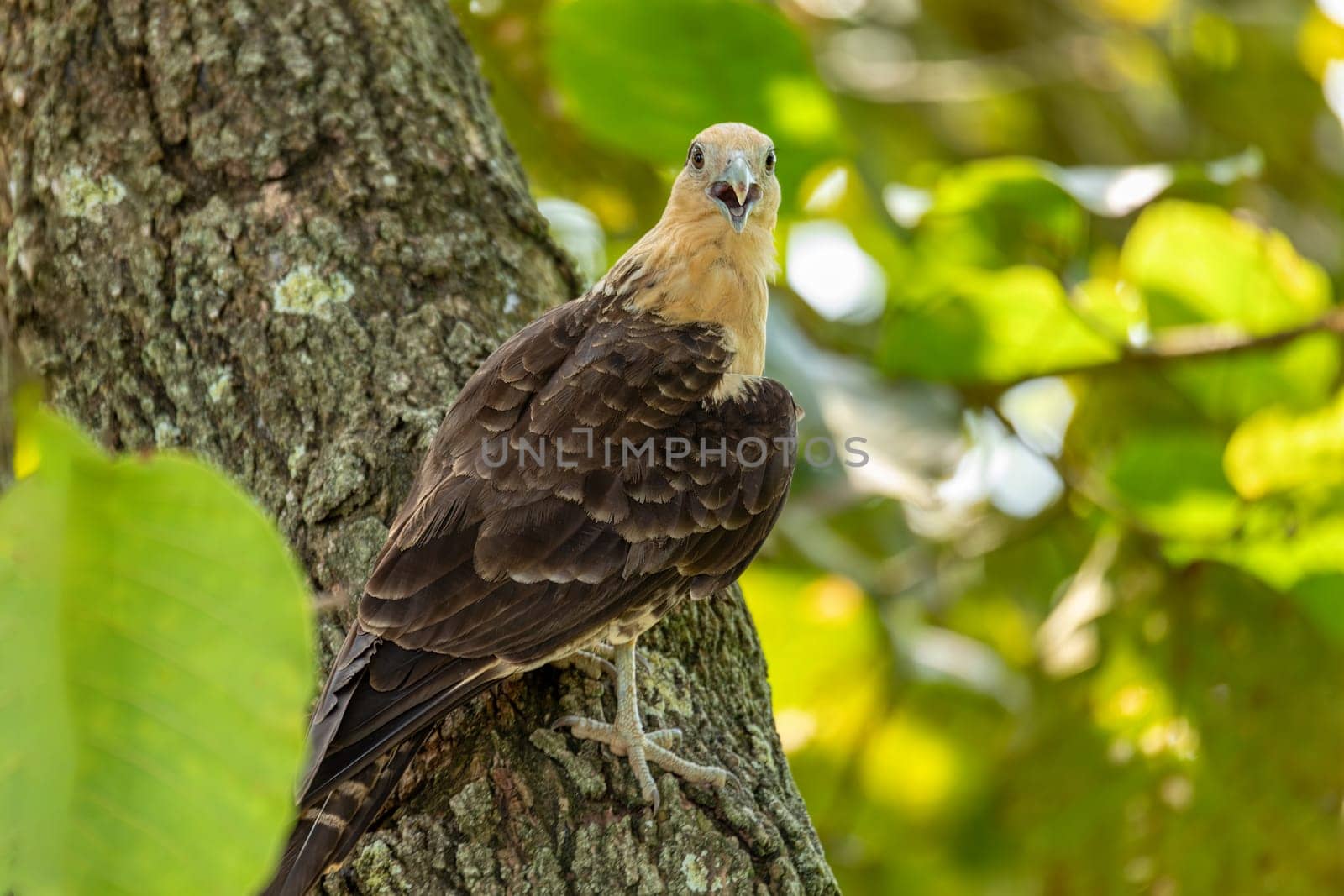 Yellow-headed caracara (Milvago chimachima) is a bird of prey in the family Falconidae, the falcons and caracaras. Cesar department, Wildlife and birdwatching in Colombia