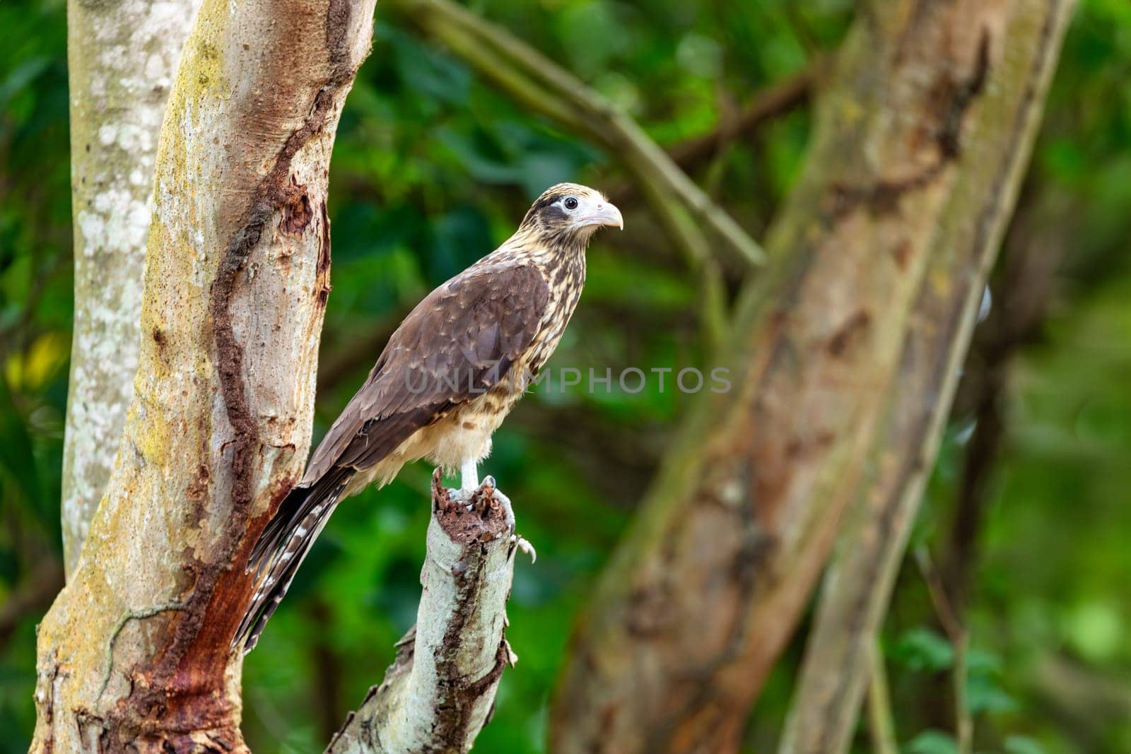 Yellow-headed caracara (Milvago chimachima or Daptrius chimachima) is a bird of prey in the family Falconidae. Tayrona National Park, Magdalena department., Wildlife and birdwatching in Colombia.