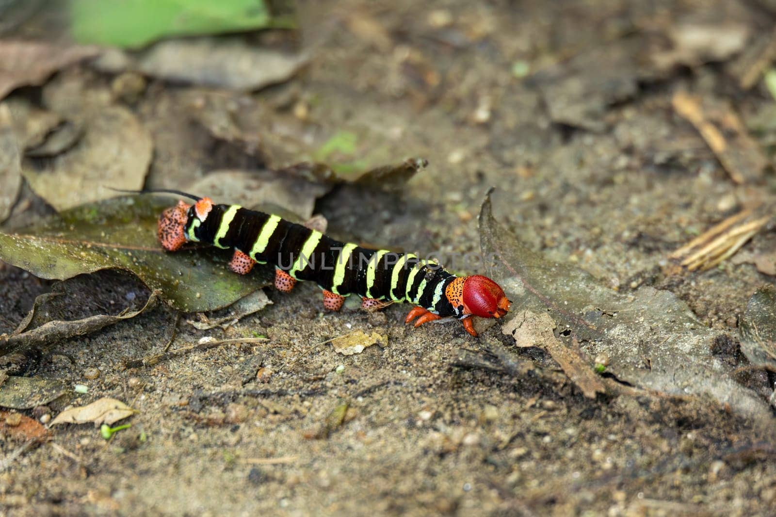 Caterpillar of Tetrio Sphinx Moth, Pseudosphinx is a monotypic moth genus in the family Sphingidae. Tayrona National Park, Magdalena department. Colombia wildlife.