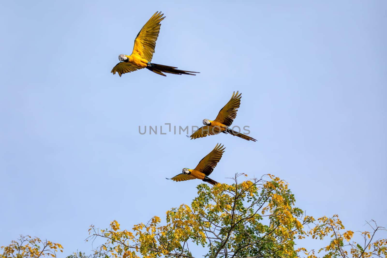 Flying group of Blue-and-yellow macaw (Ara ararauna), also known as the blue-and-gold macaw, is a large Neotropical parrot. Chimichagua, Cesar department. Wildlife and birdwatching in Colombia