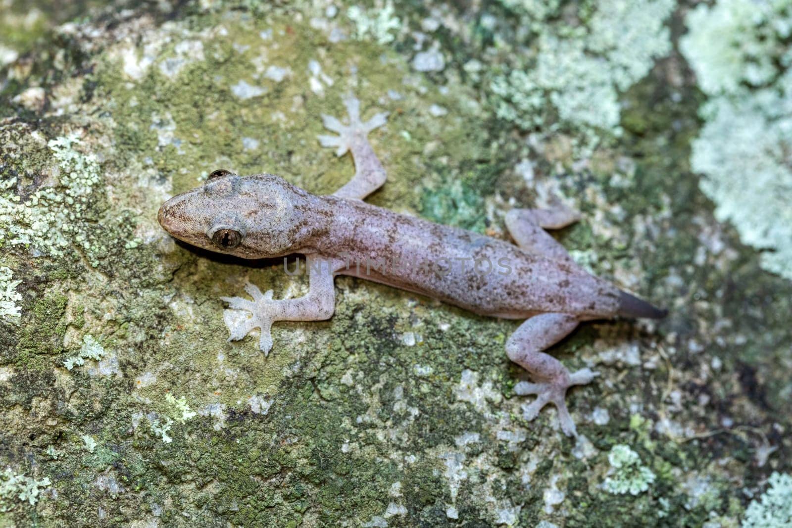 Hemidactylus, genus of the common nocturnal gecko family, Gekkonidae. Animal tailless, after a predator attack. Tayrona National Park, Magdalena department. Colombia wildlife.