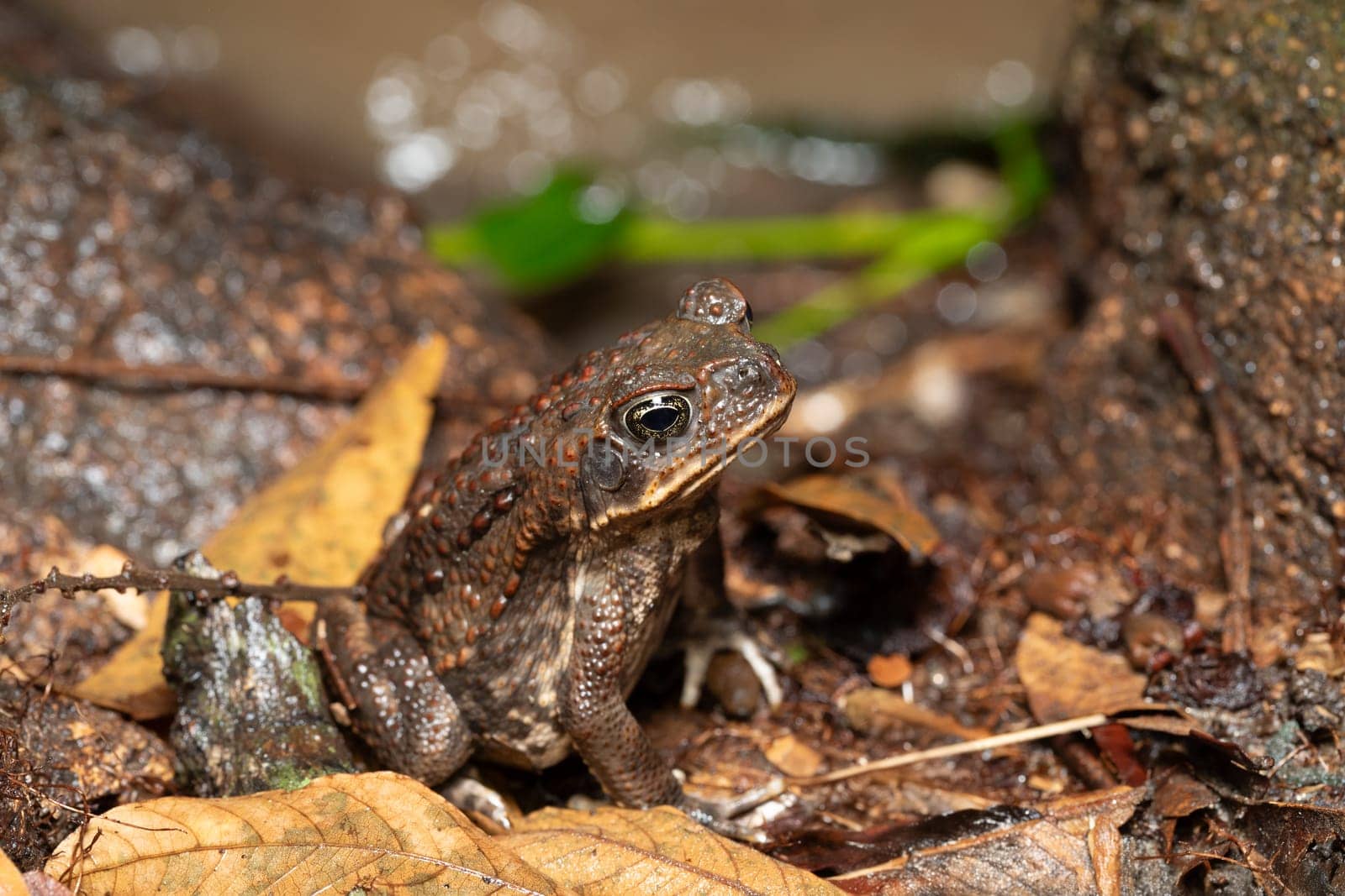 Rhinella horribilis, cane toad or giant toad living in Mesoamerica and north-western South America. Tayrona National Park, Magdalena department. Colombia wildlife.