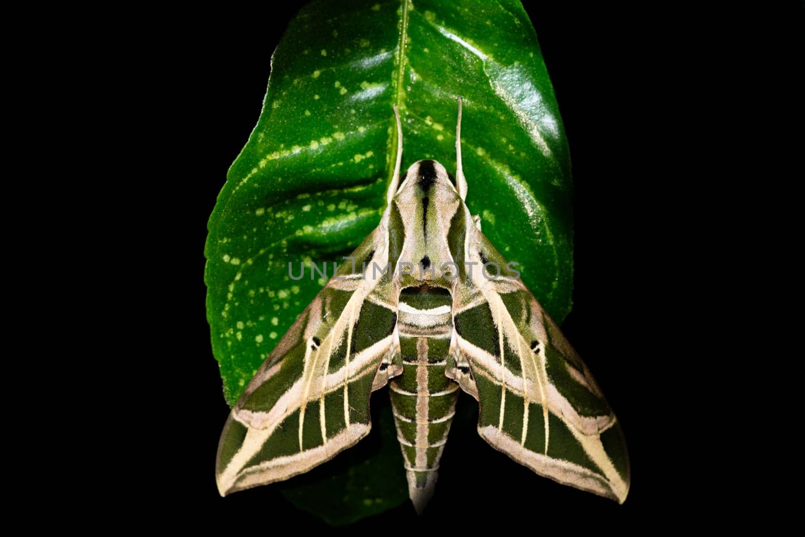 Eumorpha vitis, known as the vine sphinx, beautiful moth of the family Sphingidae. Tayrona National Park, Magdalena department. Colombia wildlife.