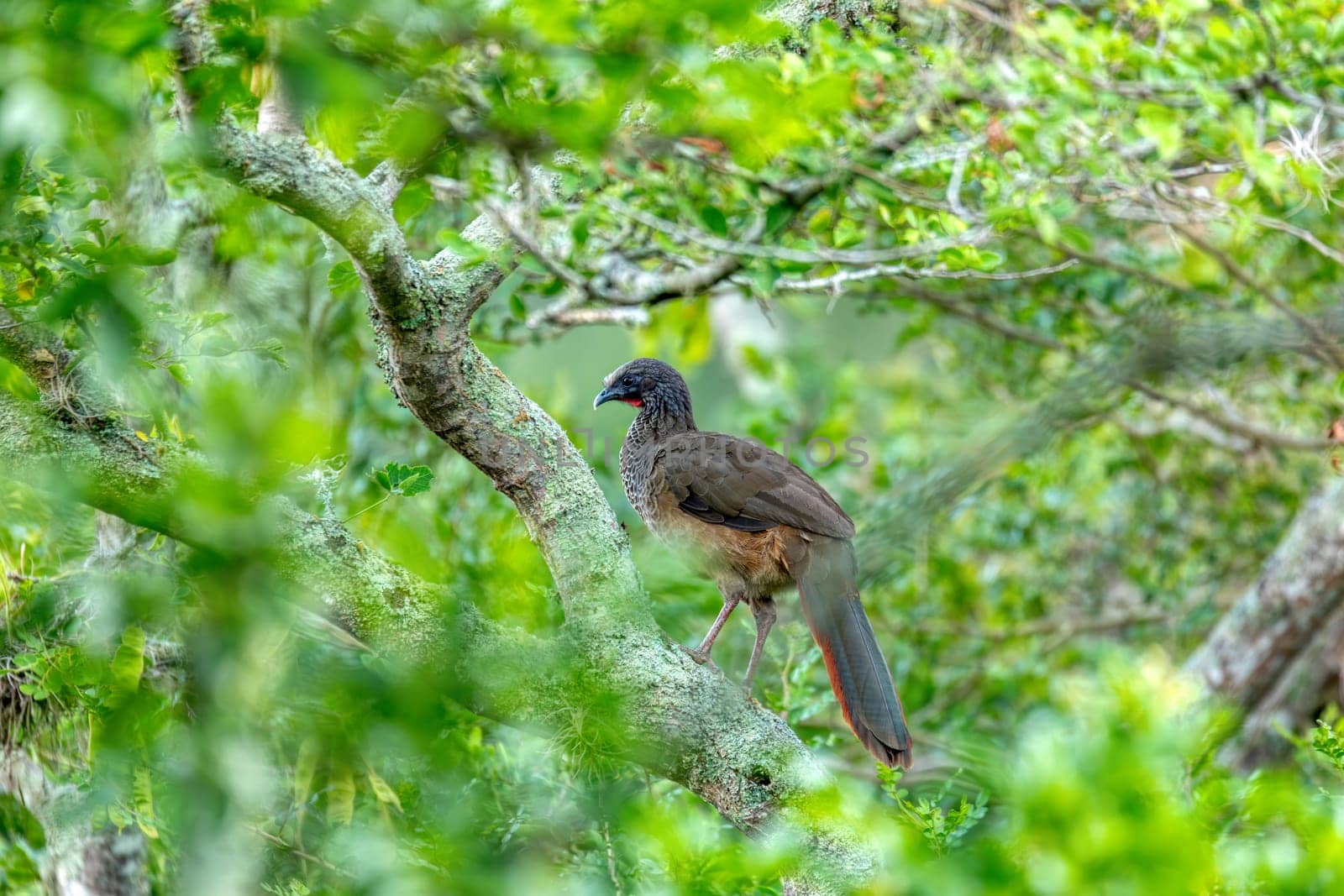 Colombian chachalaca (Ortalis columbiana), species of bird in the family Cracidae. Endemic to inter-Andean valleys in Colombia. Barichara, Santander department. Wildlife and birdwatching.