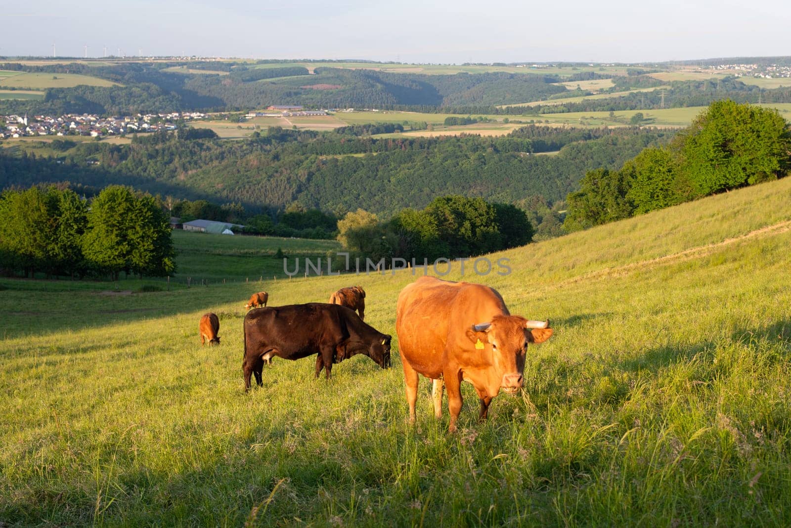 Cows grazing on pasture in Germany, species appropriate animal husbandry, farmland meadow