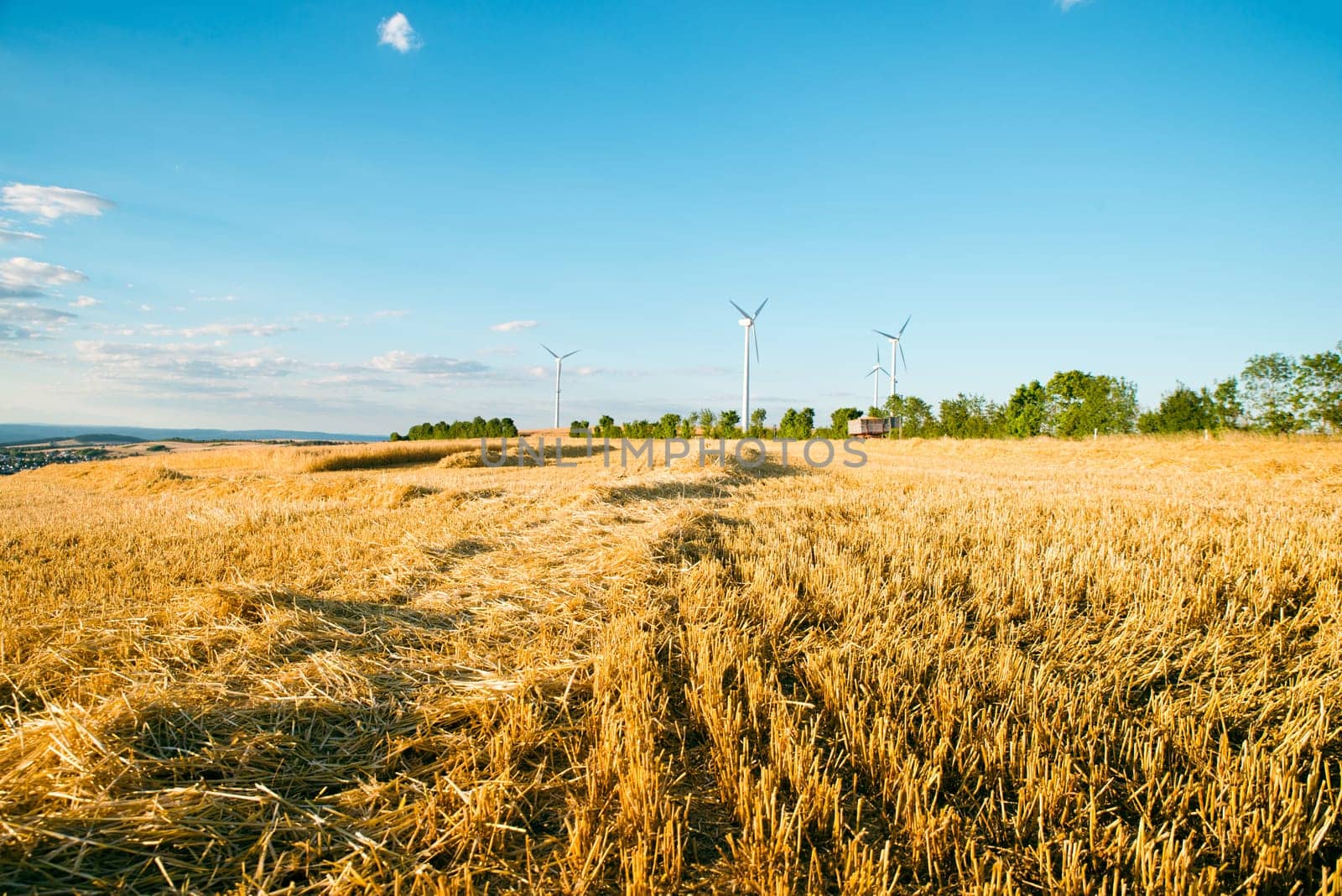 Field with cultivated barley Germany, harvest in the summer, agriculture for food, farmland on the countryside