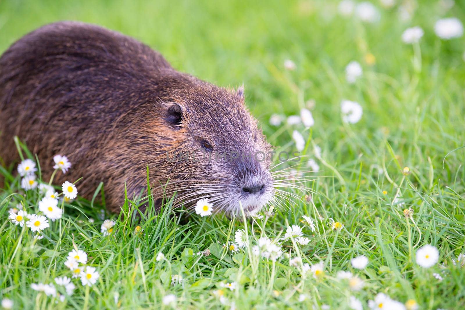 Nutria river rat, coypu herbivorous, semiaquatic rodent member of the family Myocastoridae on the meadow, baby animals, habitant wetlands