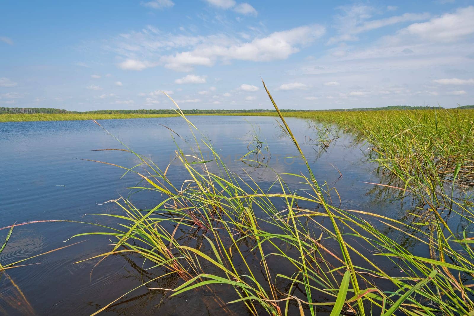 Water and Reeds on a North Woods Lake on Heart Lake in Whiteshell Provincial Park in Manitoba