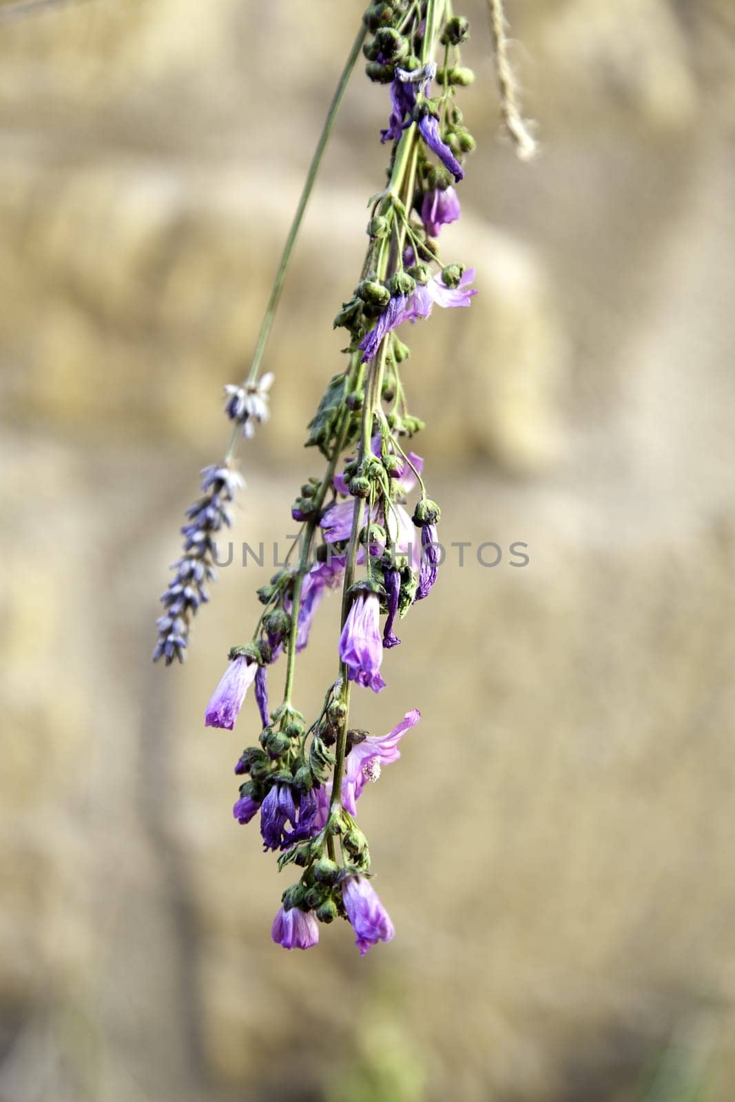 Detail of traditional drying of natural medicinal flowers